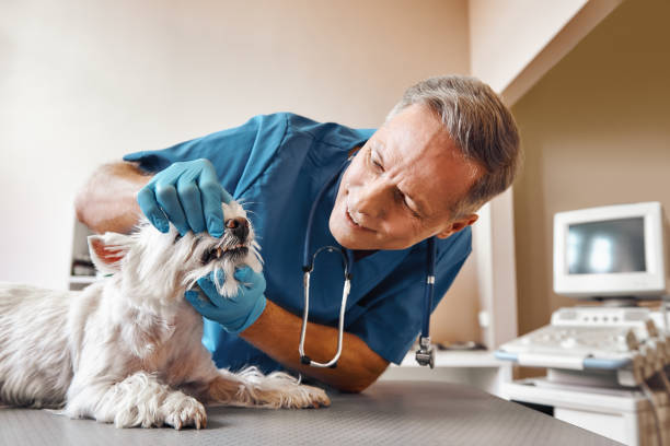 Professional Emergency Dental Service in PA